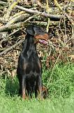 DOBERMANN 039